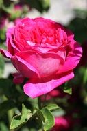 beautiful rose for bouquet