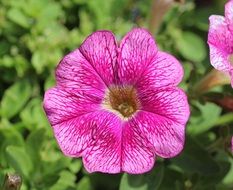 pink petunia flower in the garden