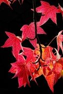 Red autumn leaves on a tree branch