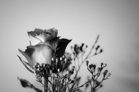 Black and white image of a rose