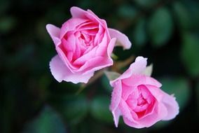 macro photo of delicate pink roses