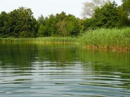 lake reed water