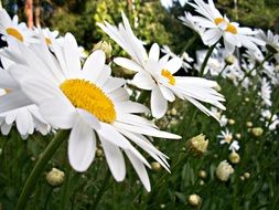 daisies field nature