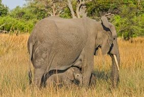 elephant botswana
