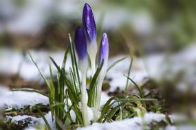 Crocus sprout among the snow