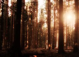 forest fog tree