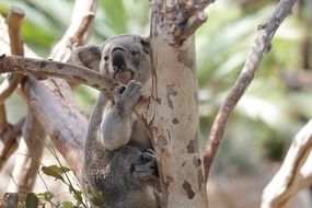 marsupial koala on a tree trunk