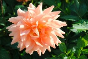dizzy flower nature