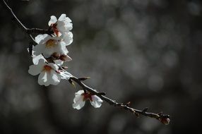 branch with white delicate flower