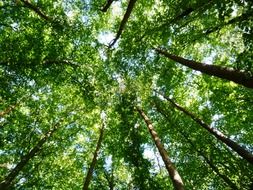 Crowns of trees in the forest