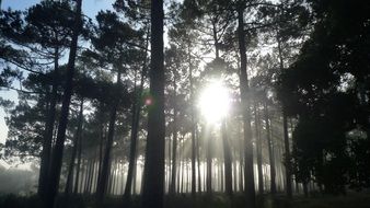 bright sun in the magic of the forest