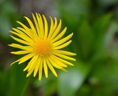 beautiful yellow tender flower closeup