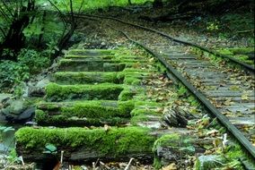 abandoned railway in the forest