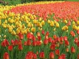 variety of tulips on plantations