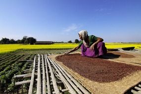 cultivation of mustard