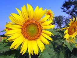 sunflowers on a field on a sunny day