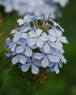 gentle blue plumbago