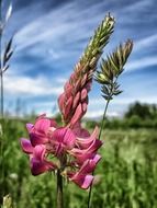 pink sainfoin