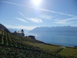 vineyards on a lake bank in Switzerland