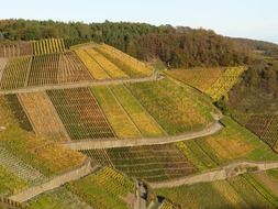 dizzy vineyard nature