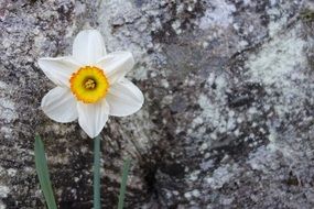 white daffodil in springtime