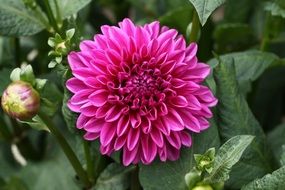 Beautiful blossoming pink and purple dahlia flowers with green leaves in garden