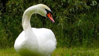 White swan on the grass
