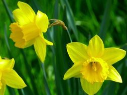bright yellow daffodils on thin stems