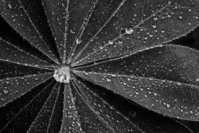 Black and white photo of wet plant
