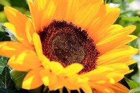 flowering bright yellow sunflower