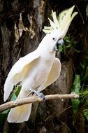 portrait of white exotic parrot on a branch