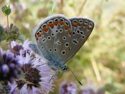 Gray butterfly on a light purple flower