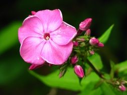 pink blossom in spring