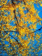 autumn yellow leaves colorful scene