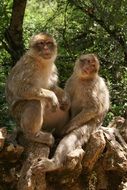 two macaques on a tree