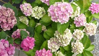 a lot of colorful hydrangeas flowers