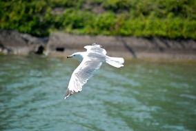 beautiful and delightful seagull