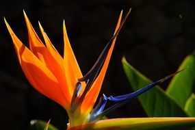 blossoming bird of paradise as a flower