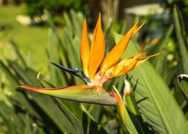 exotic flower like bird of paradise