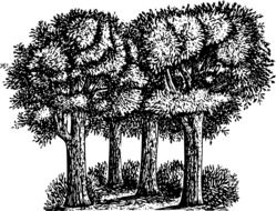 tree forest black and white sketch