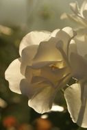 white rose under the bright sun close up