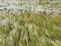 cornfield wheat cereals nature