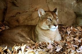 Mountain lion in nature