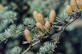 Green cones on the pine branch
