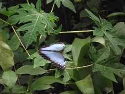 Butterfly in the wild nature