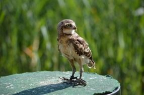 American falcon in wildlife