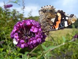 unusual beauty admiral butterfly