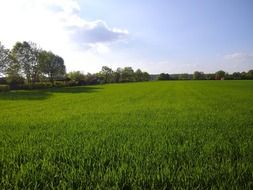 green cornfield in spring