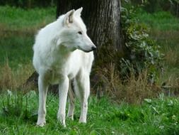 Beautiful white wolf near the tree