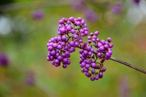 Organic purple seeds in nature